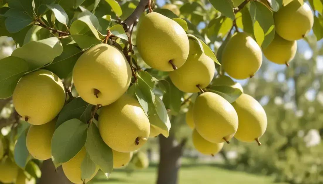 Características das peras de estimação